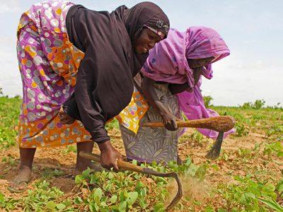 Farmers’ Livelihood Dynamics and Climate Change Mitigation Measures in Dusuman Ward, Jere LGA, Borno State Nov. 2023