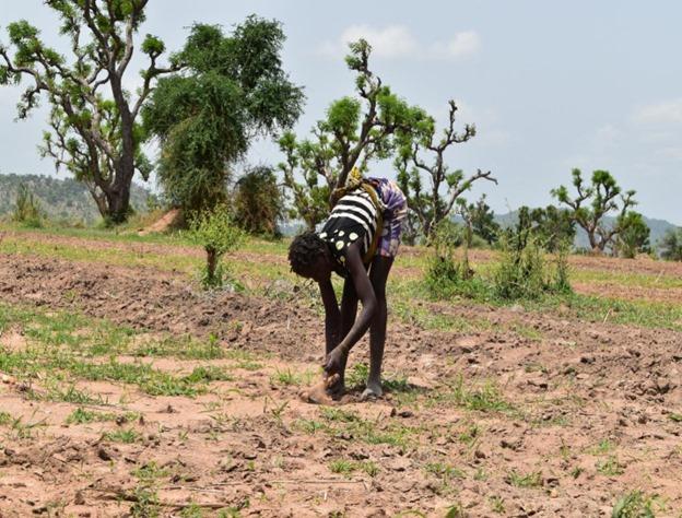 Farmers’ Access to Farmlands and Expectations of Crop Productivity in NE NIG – Sep 2024